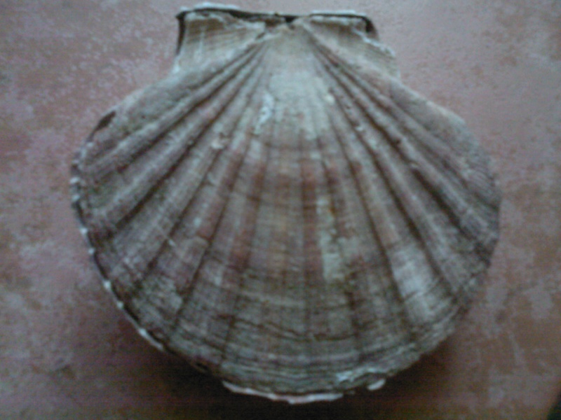 Pecten jacobaeus Linn, 1758